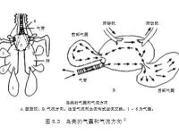 邱博士談武學(xué)：武術(shù)中的閉氣與踵息、胎息